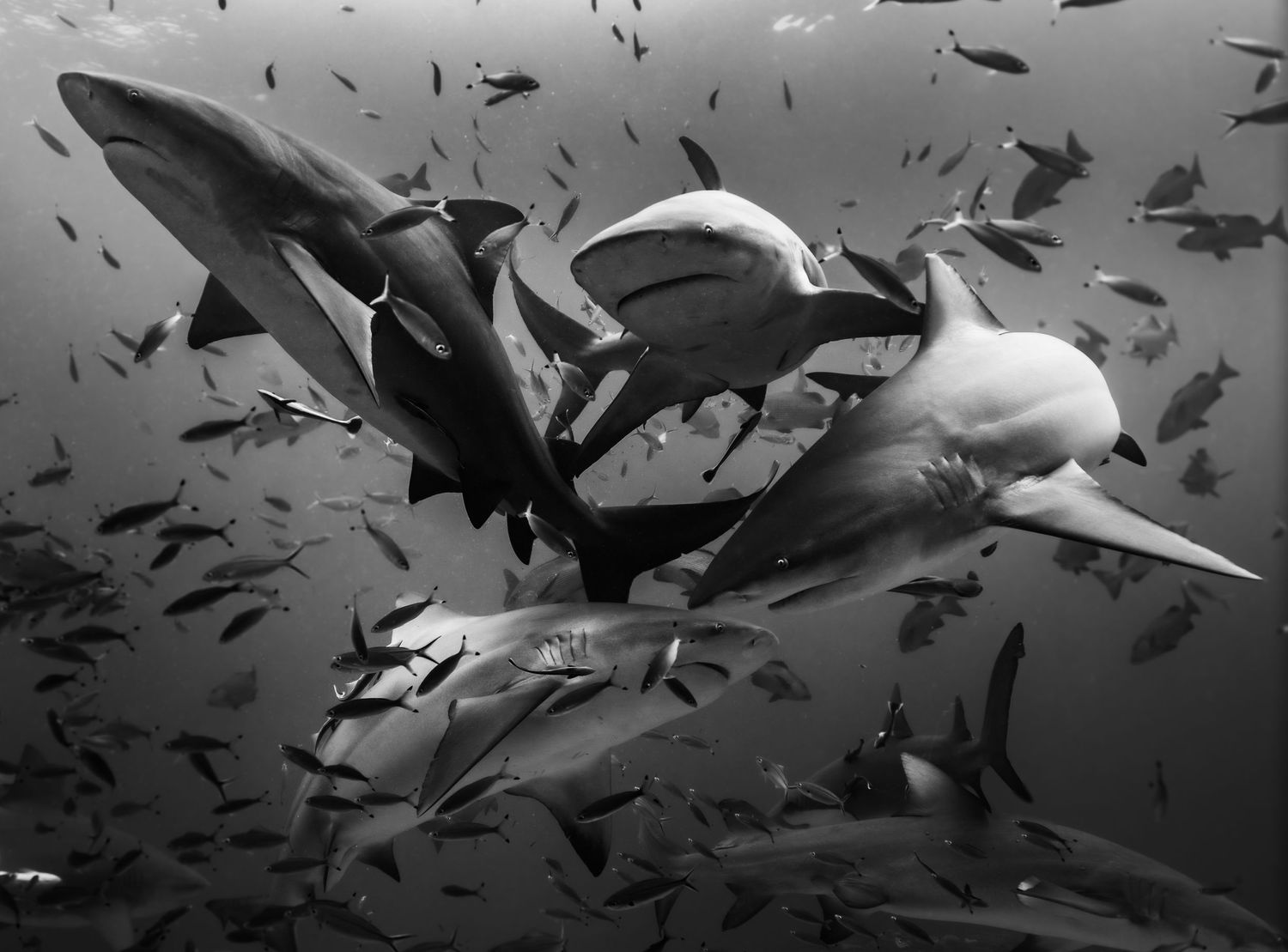 Black and white underwater photo of sharks swimming among schools of fish in deep ocean waters.