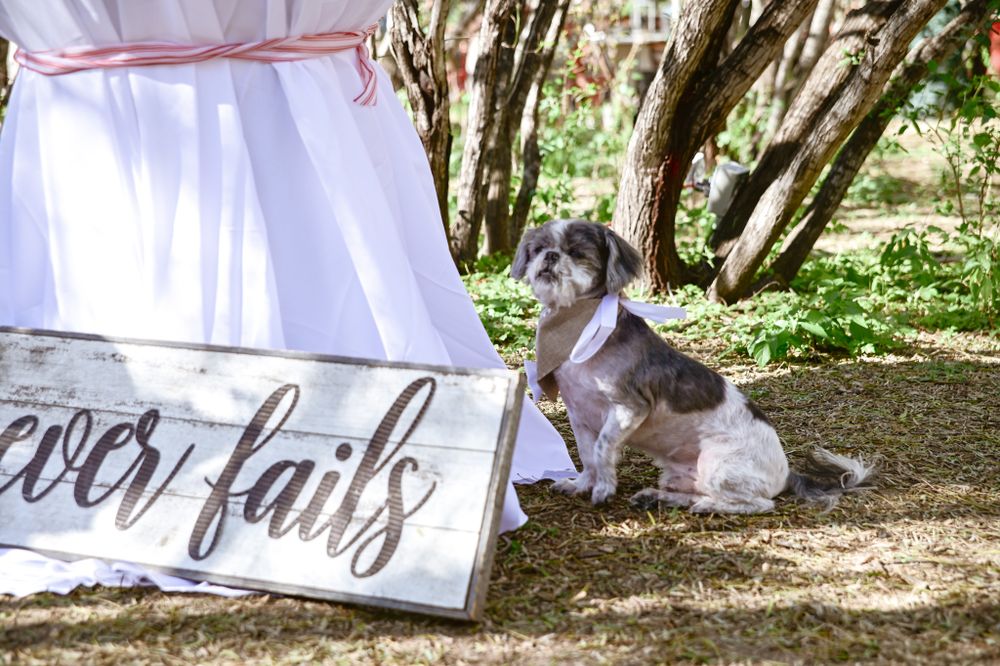 Small dog wearing formal attire next to a 'Love never fails' sign in outdoor setting.