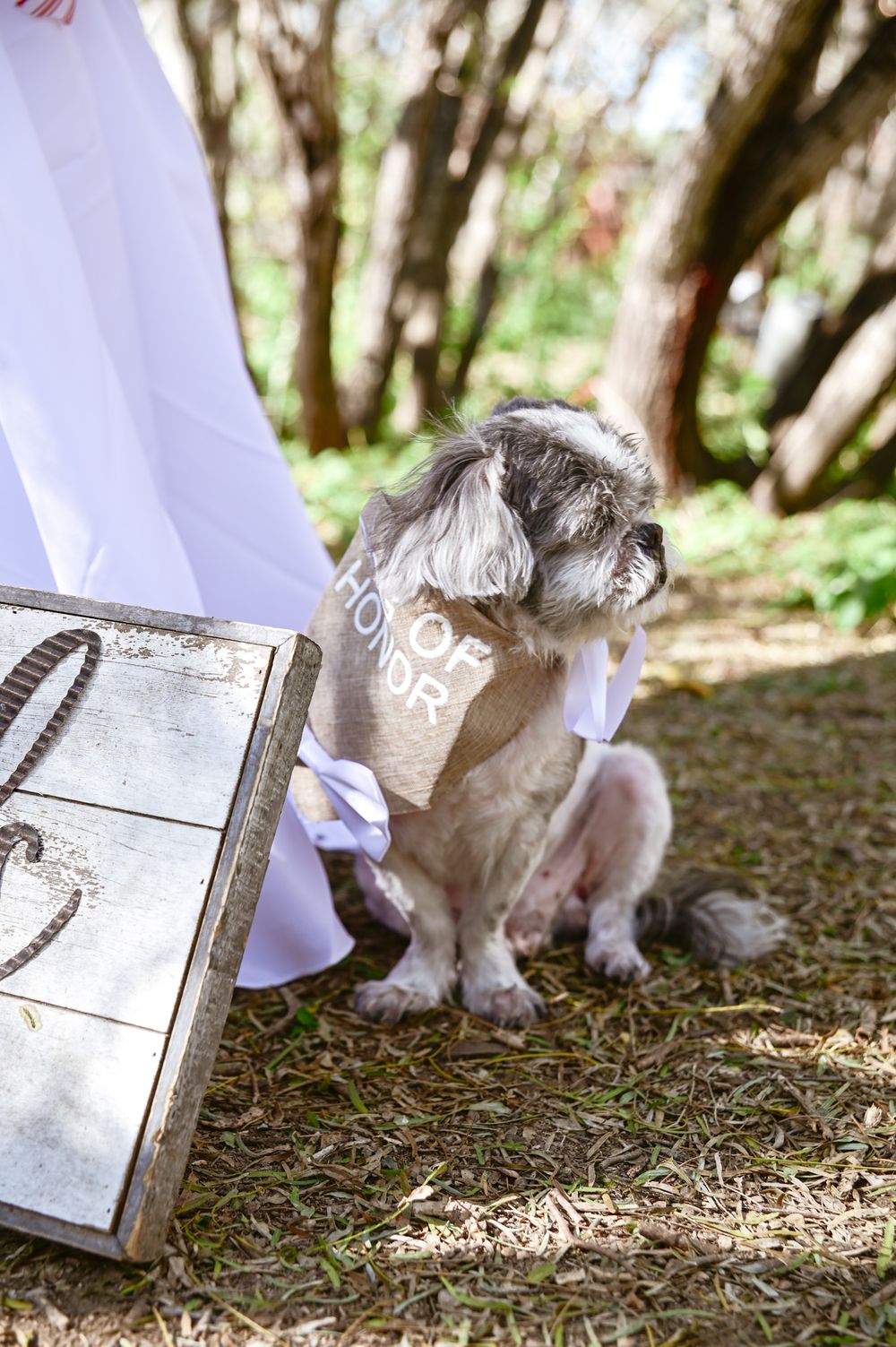 Small gray dog in formal wear sitting beside rustic wooden box outdoors.