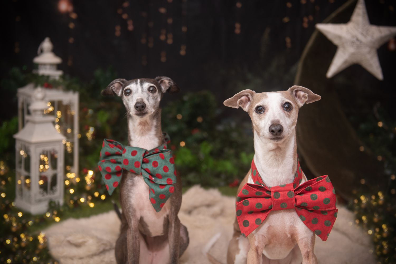 White dog wearing a festive red bow tie poses in front of twinkling Christmas lights and holiday decorations.