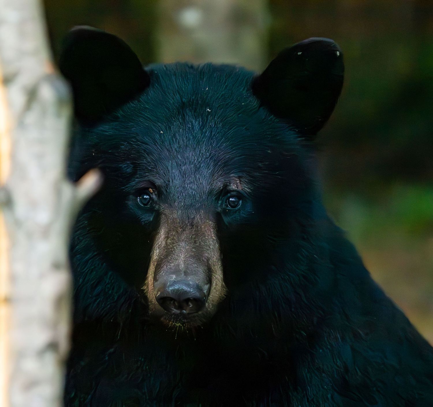 Juvenile Male Black Bear