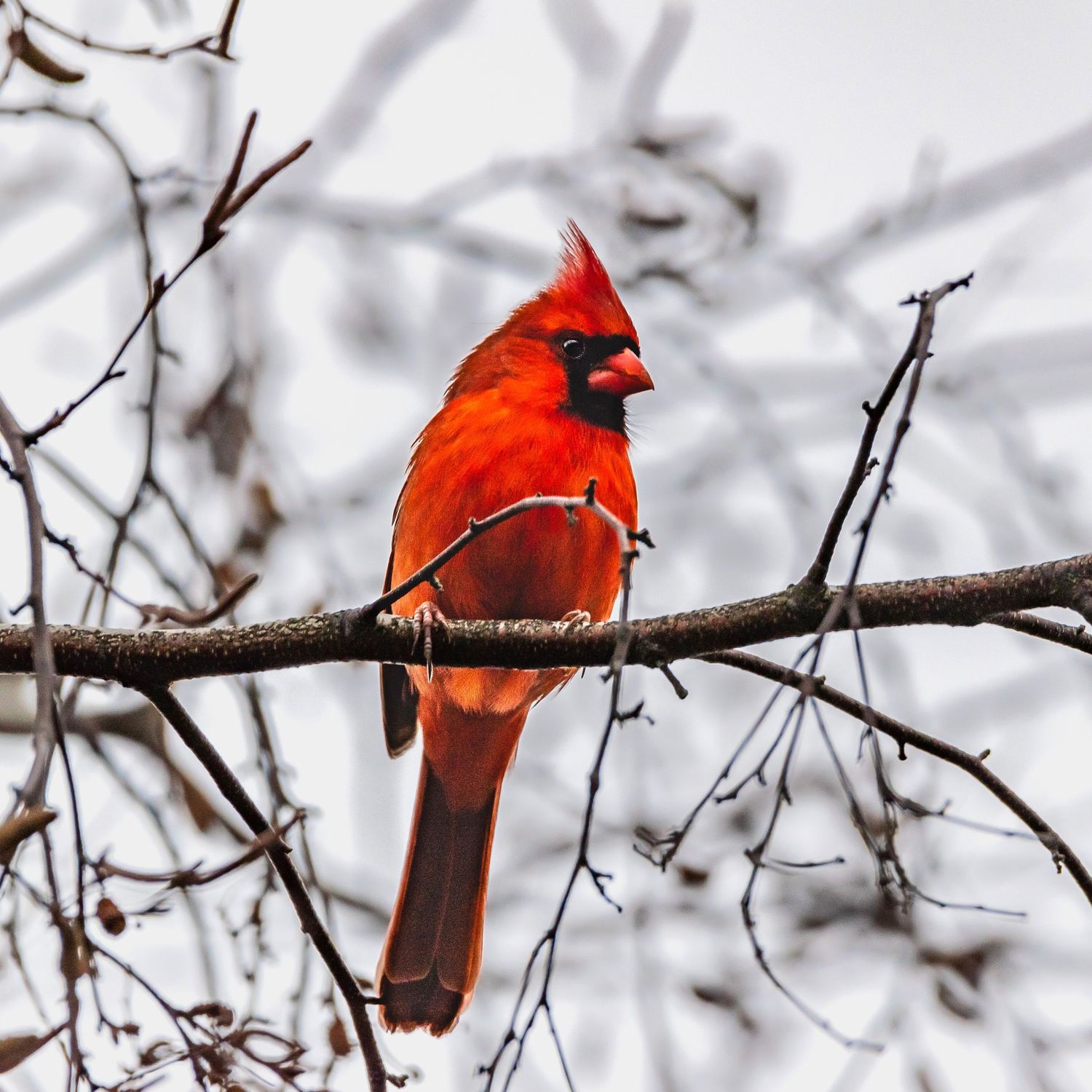 Male Cardinal