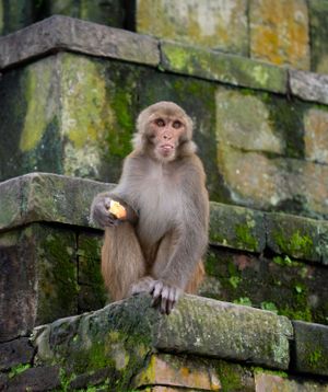 Macaque monkey sitting on moss-covered stone wall holding food.