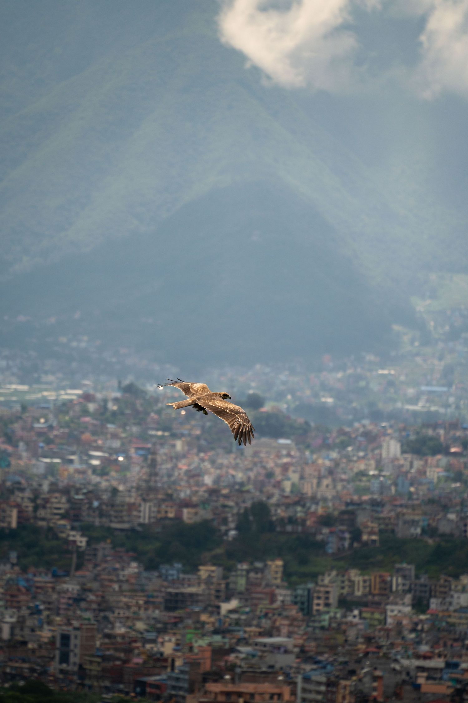 Birds soaring over a sprawling cityscape nestled in mountain valley.
