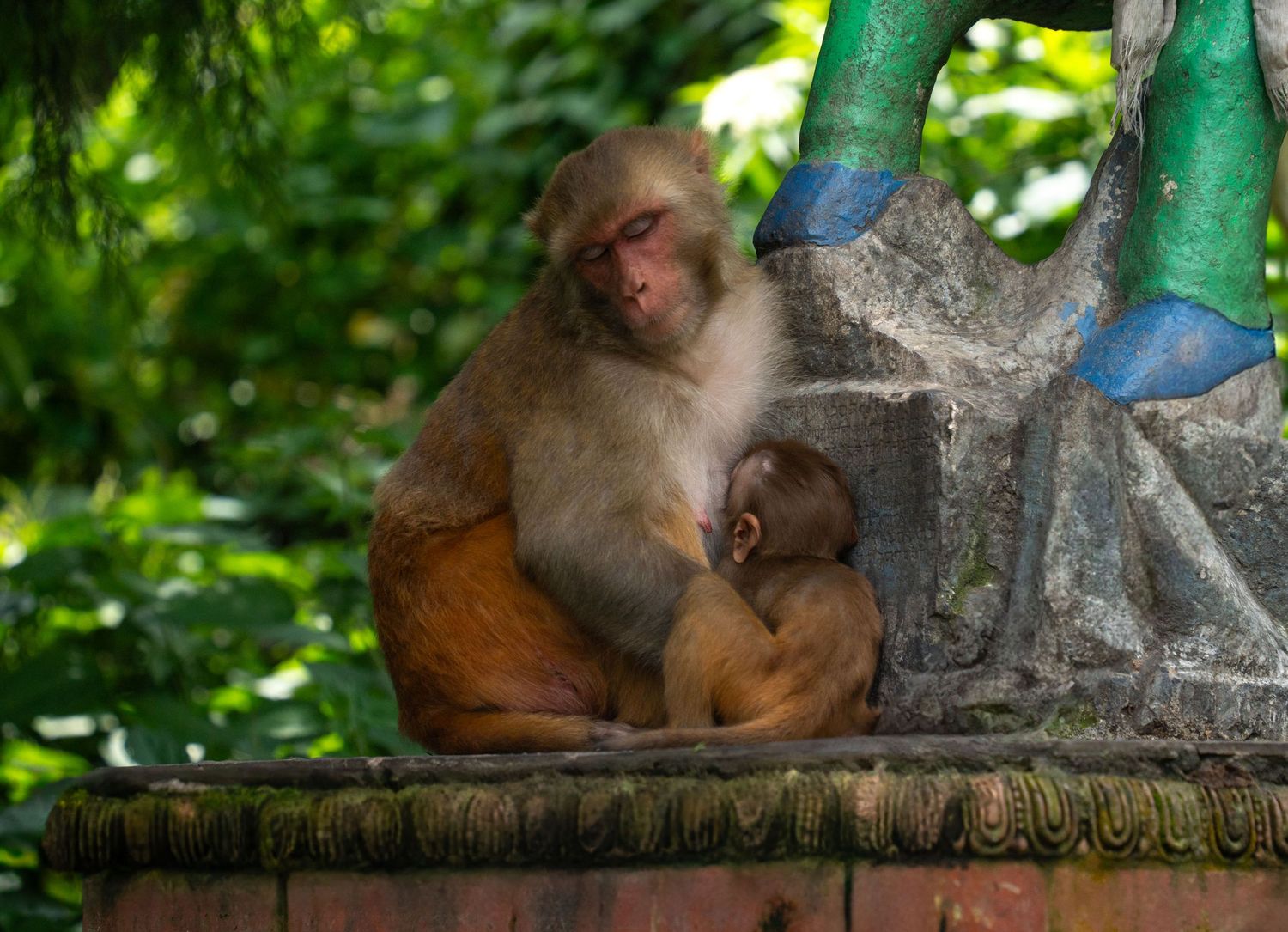 Monkeys resting on wooden ledge surrounded by green bamboo stalks.