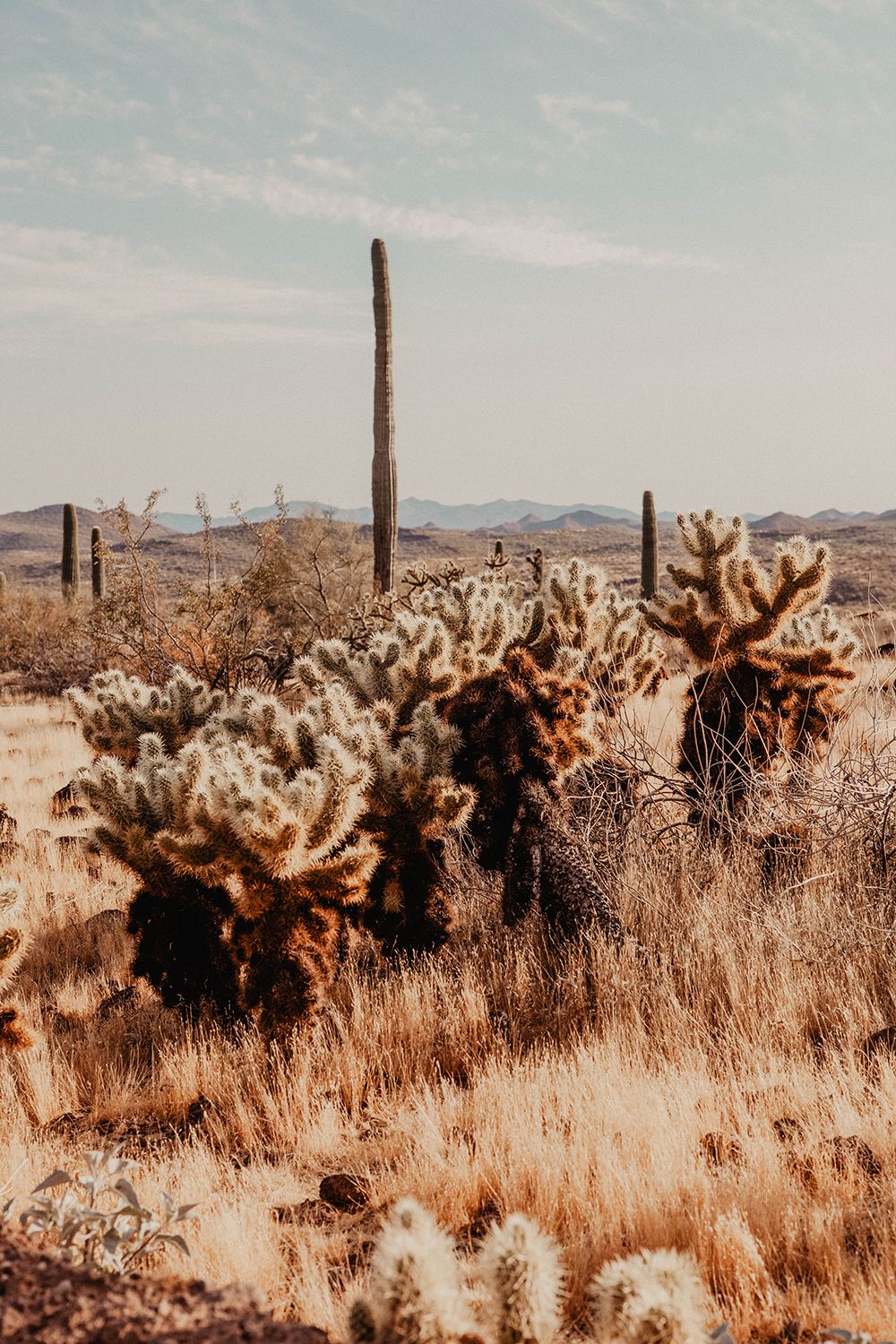 Een reisfoto gemaakt van de desert in Arizona Amerika met avondlicht en cactussen. Te koop bij Helm and Oar