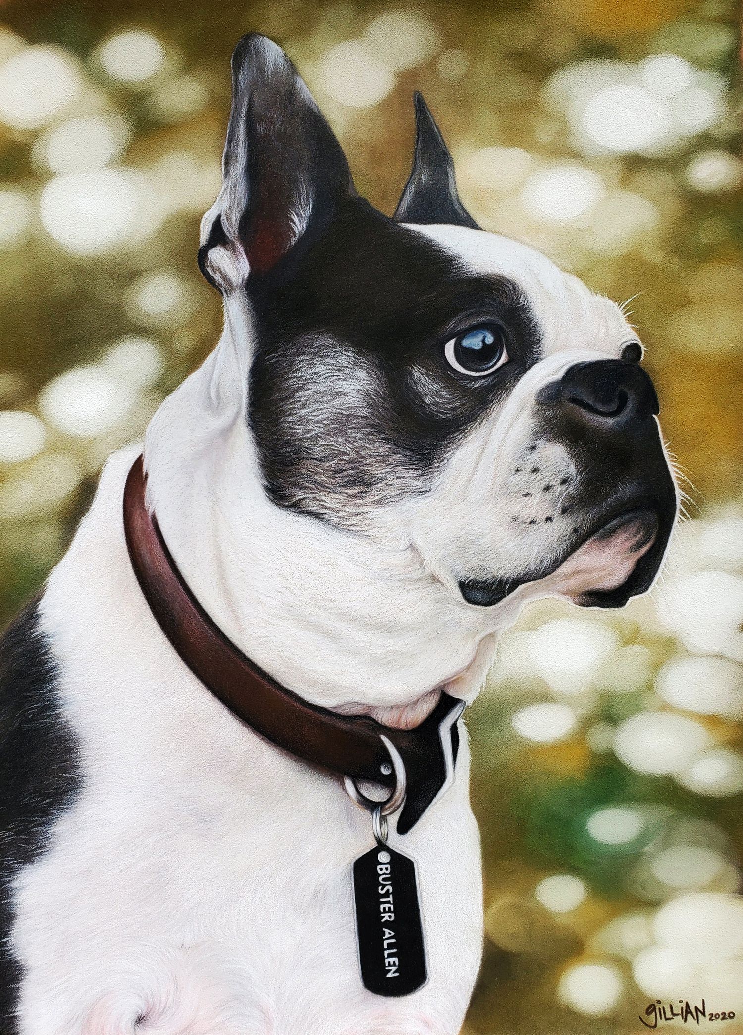 Close-up portrait of a Boston Terrier with brown collar and name tag.