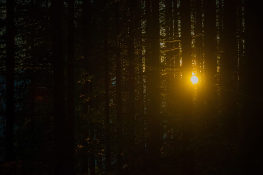 Golden sunlight filters through dark forest trees creating a mystical atmospheric scene.