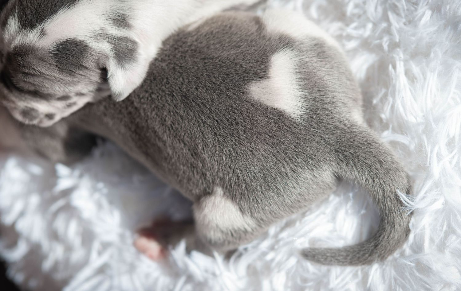 Newborn gray and white puppy sleeping curled up on a fluffy white blanket.