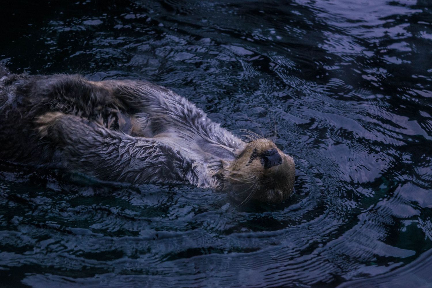 Sea otter floating on its back in dark rippling water.