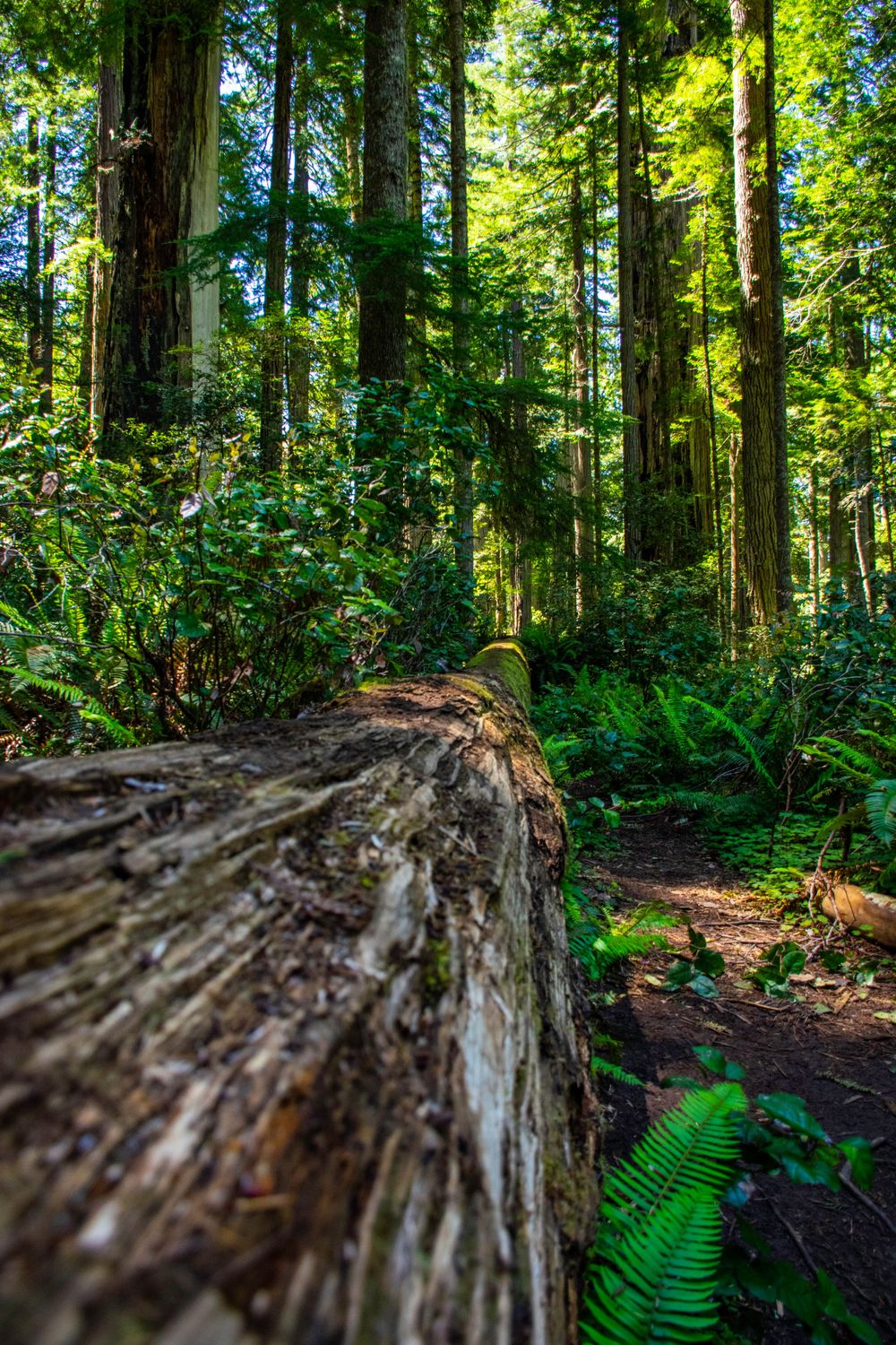 Trail through redwood forest with fallen log and lush ferns in foreground.