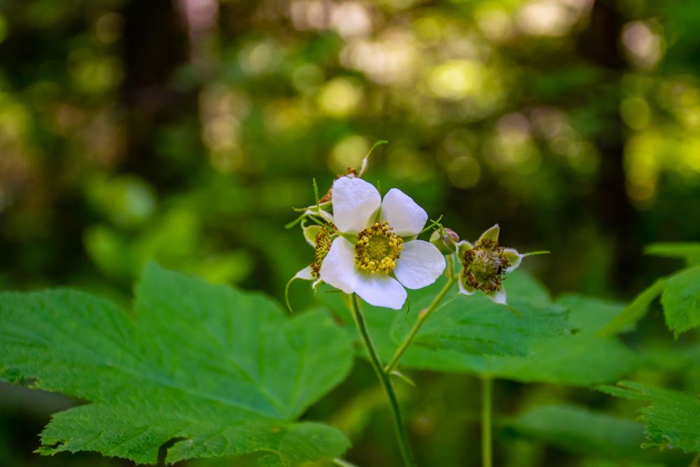 White wild strawberry flower with bee approaching for pollination.