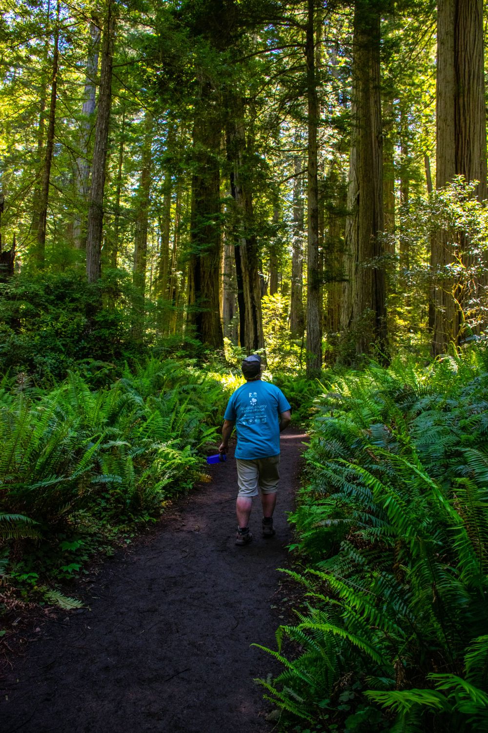 Trail winding through towering redwoods with dense ferns lining the path.