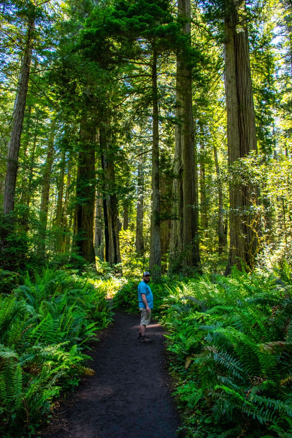 Dark forest trail surrounded by tall redwoods and lush green ferns.