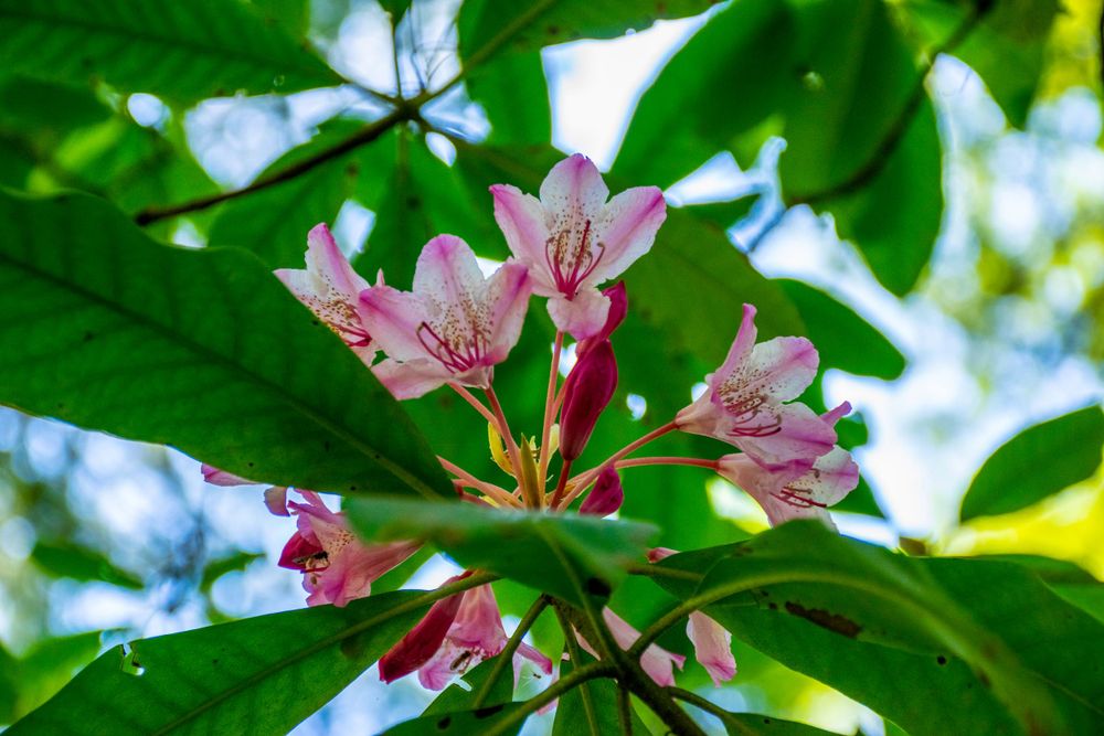 Pink rhododendron flowers bloom among vibrant green leaves in a garden setting.