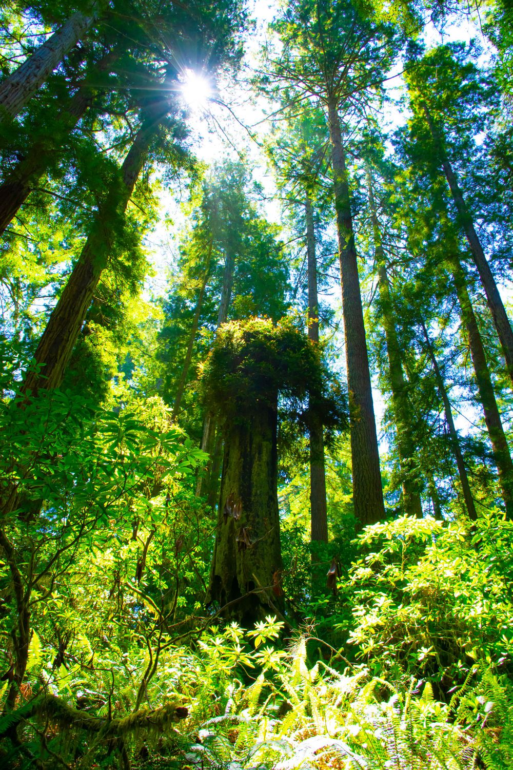 Sunlight streams through tall evergreen trees in a lush forest landscape.