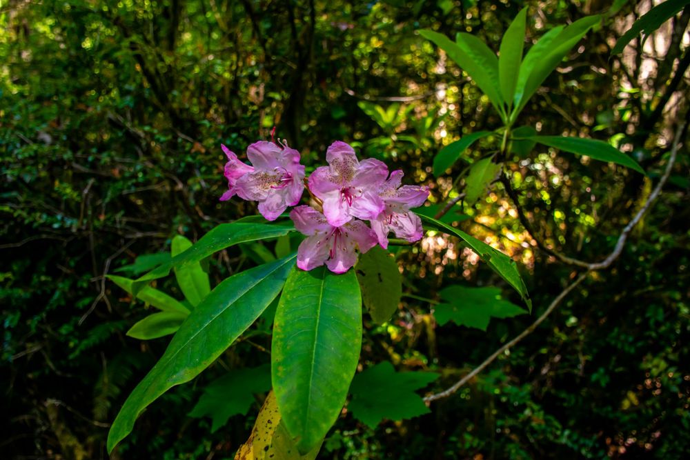 Pink rhododendron flowers blooming in lush green forest setting.