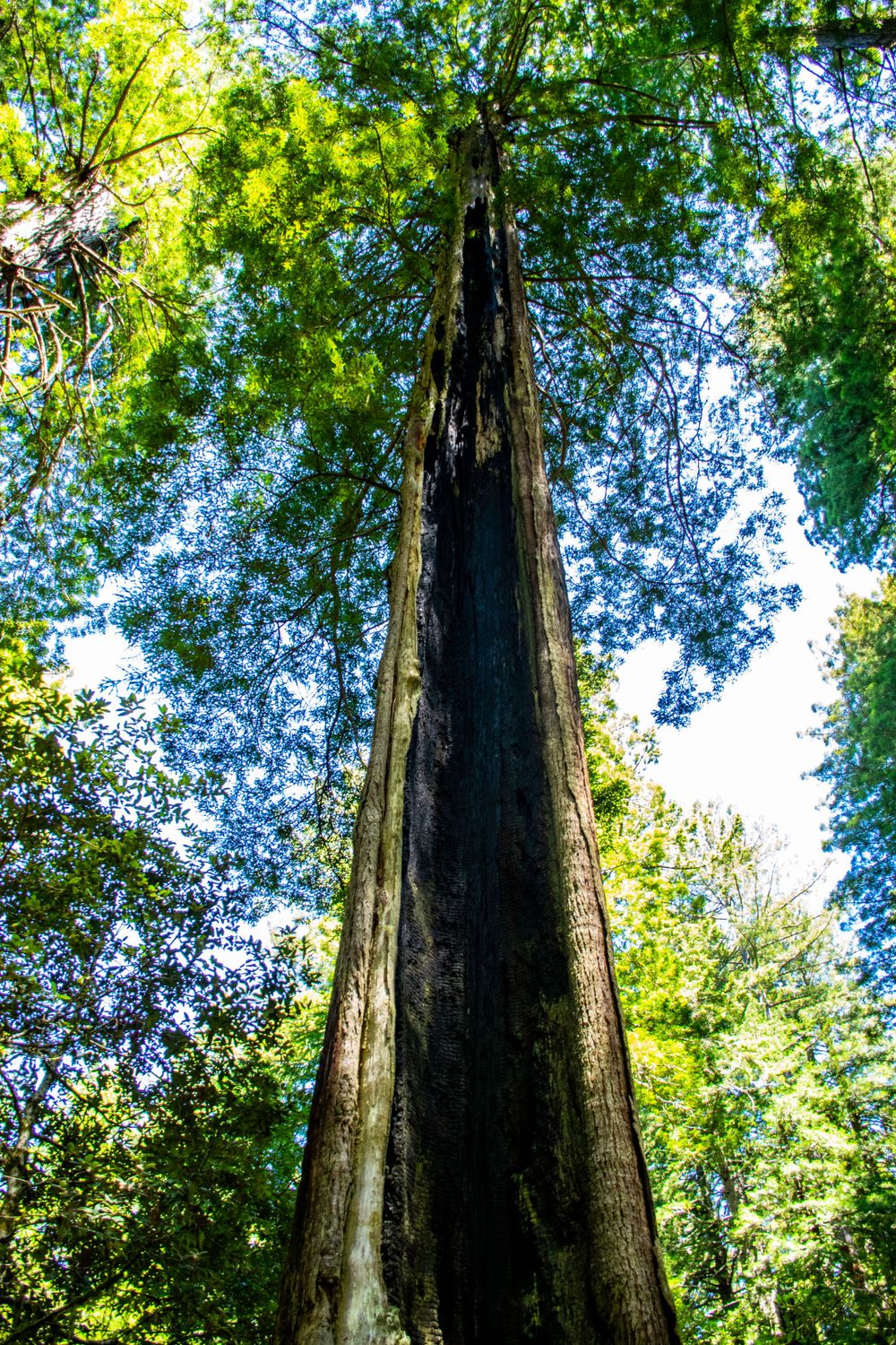 Towering redwood tree stretching up into forest canopy viewed from below.