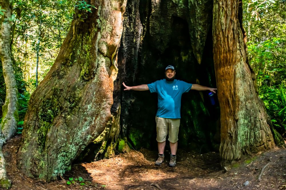 Ancient hollow tree trunk creating natural archway in forest setting.