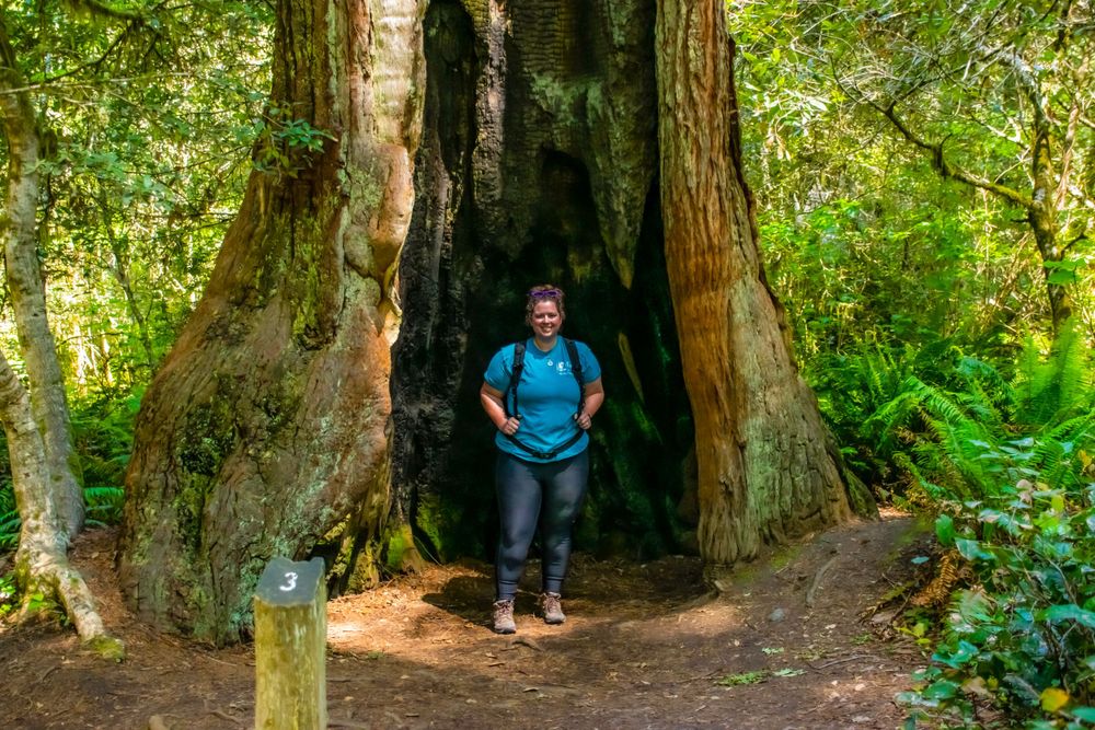 Massive hollow redwood tree trunk in lush green forest setting.