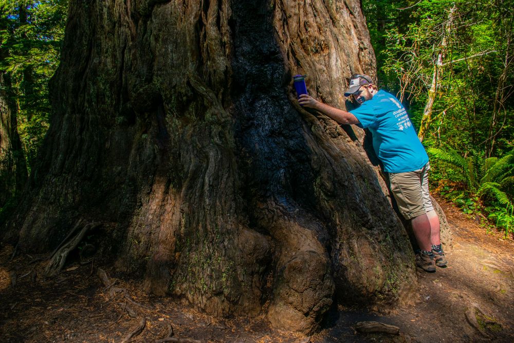 Someone hugs a massive redwood tree trunk in the forest showing its immense scale and size.