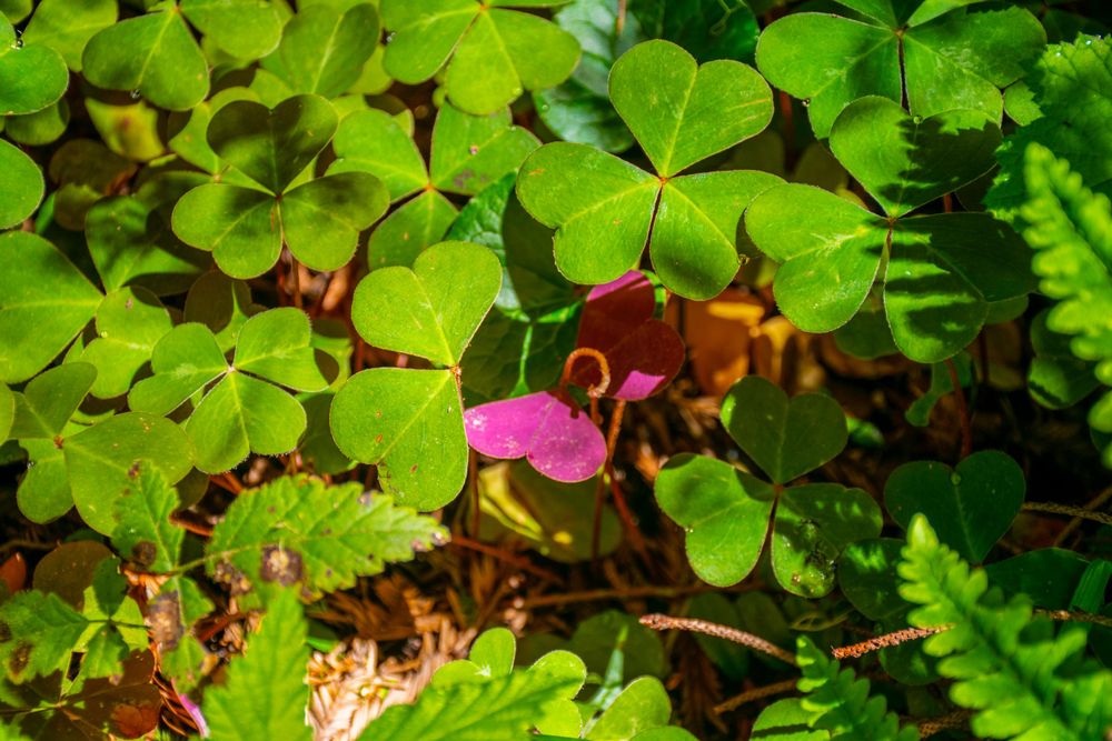 Vibrant green clover leaves with a small pink flower nestled among the foliage.