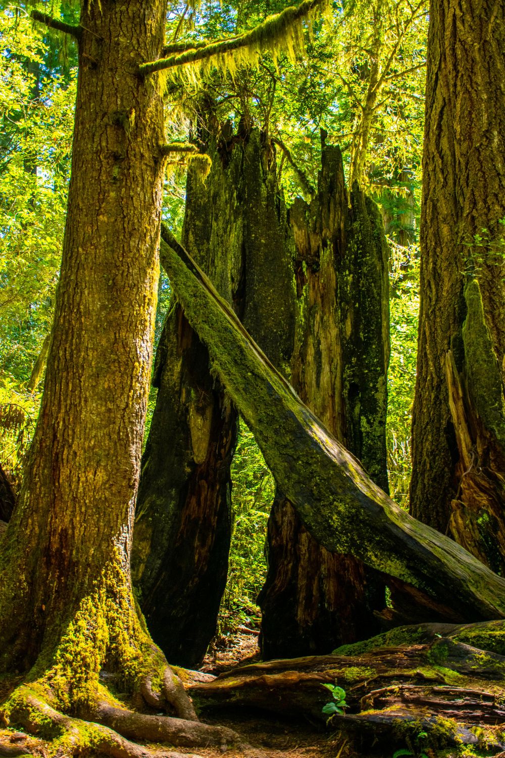 Sunlit moss-covered old growth forest with fallen logs and dense vegetation.