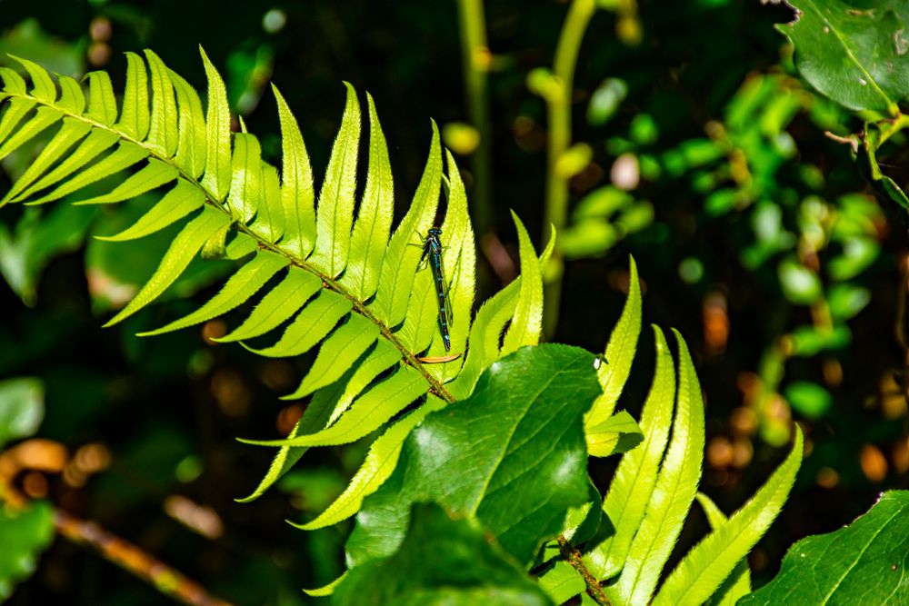 Close-up of a bright green sword fern frond against a dark background.