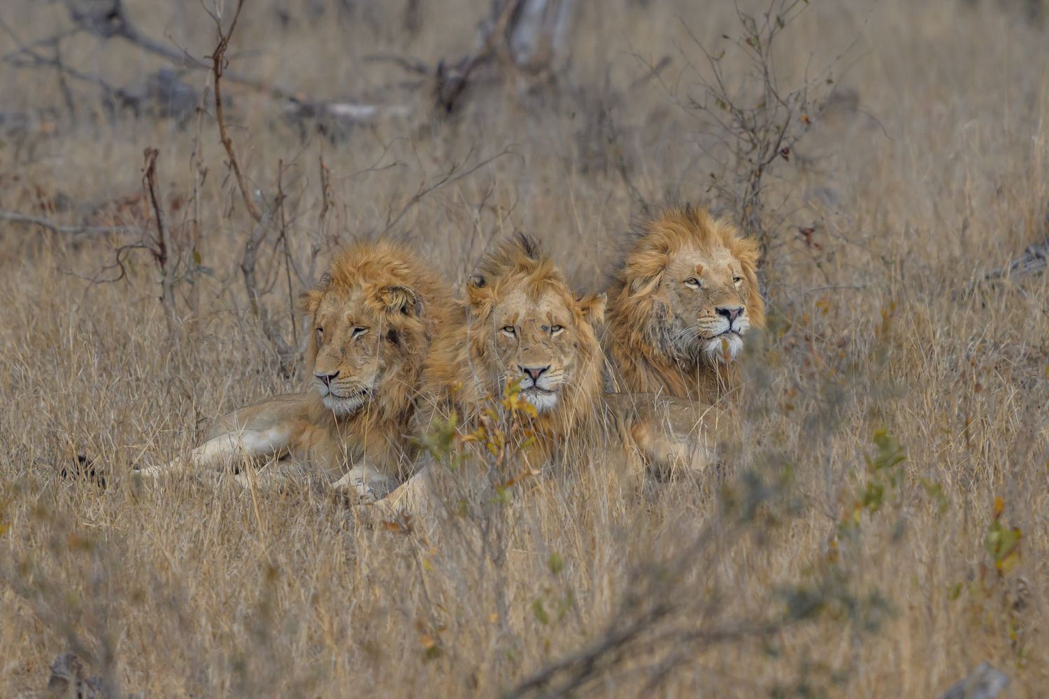 Three lions resting in tall grass.