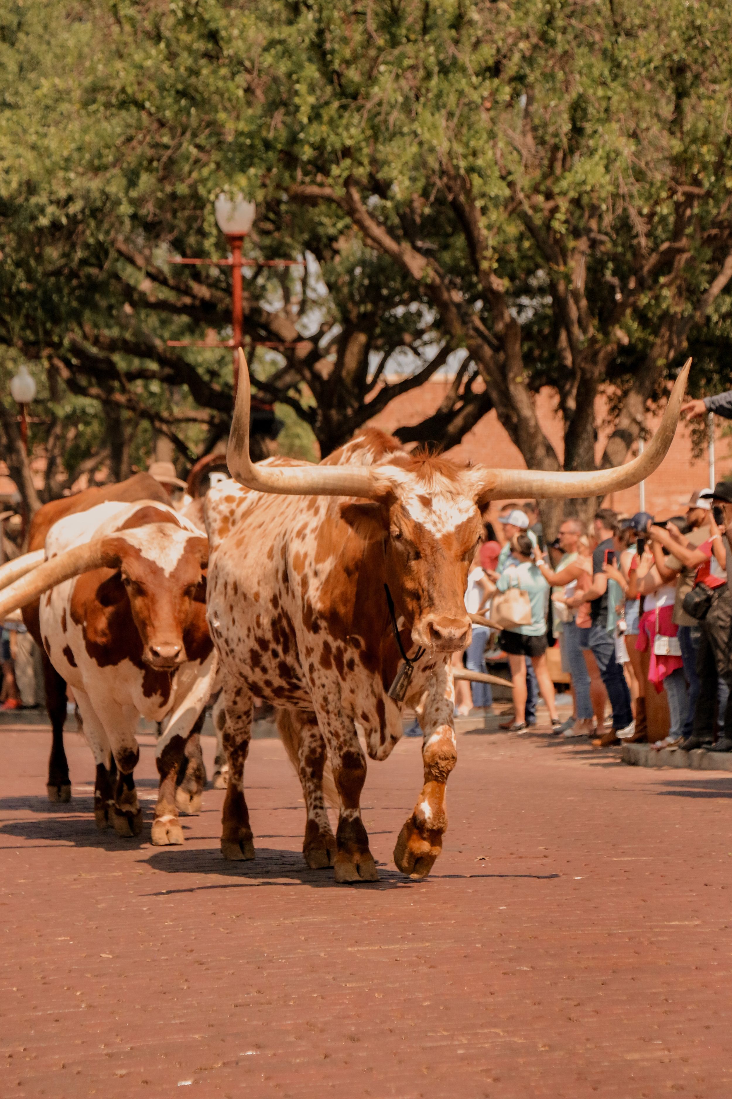 Texas Longhorn cattle walking on brick pavement during a stockyard demonstration.