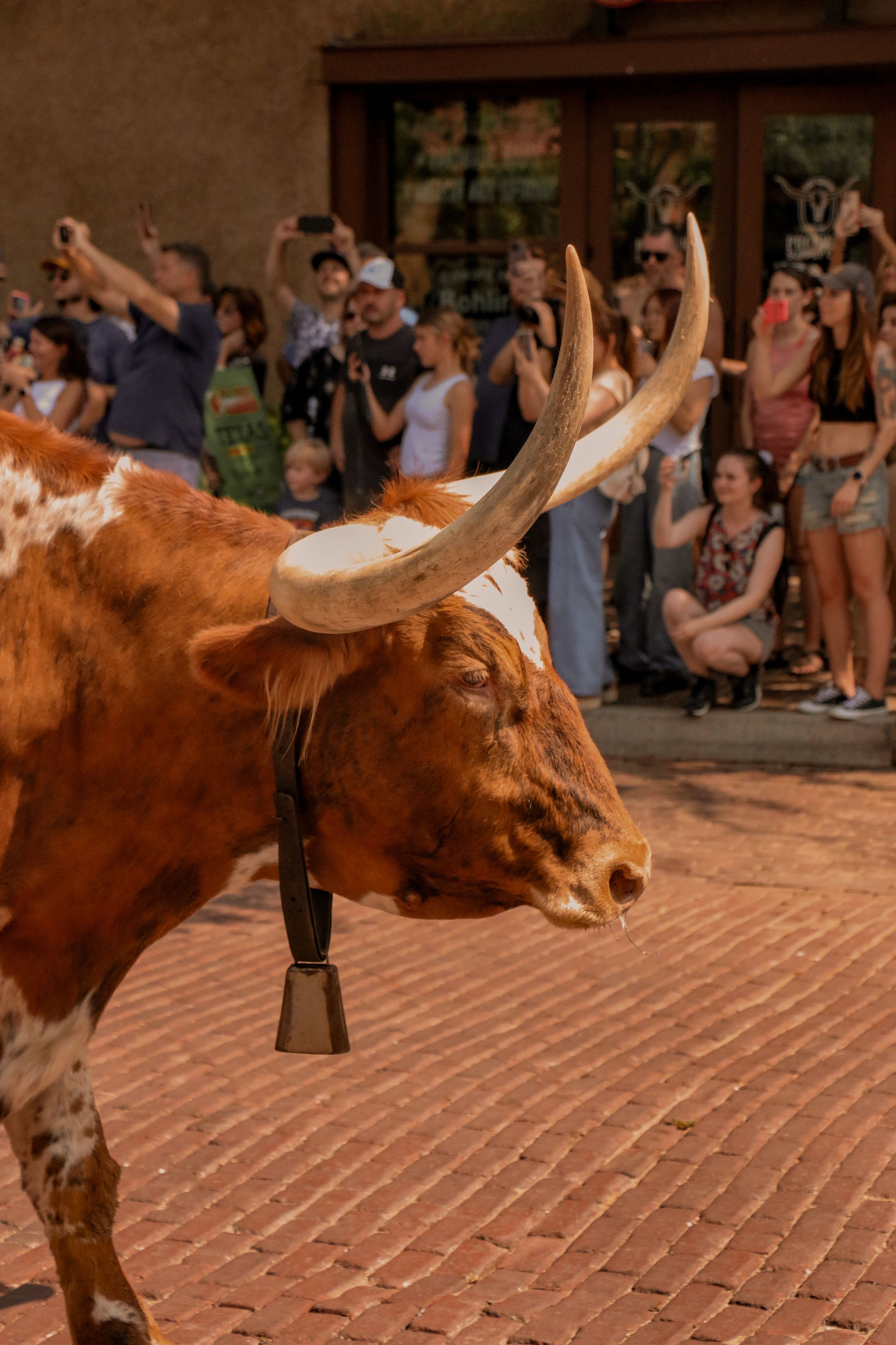 Close-up of a Texas Longhorn steer with impressive horns standing in front of a crowd.