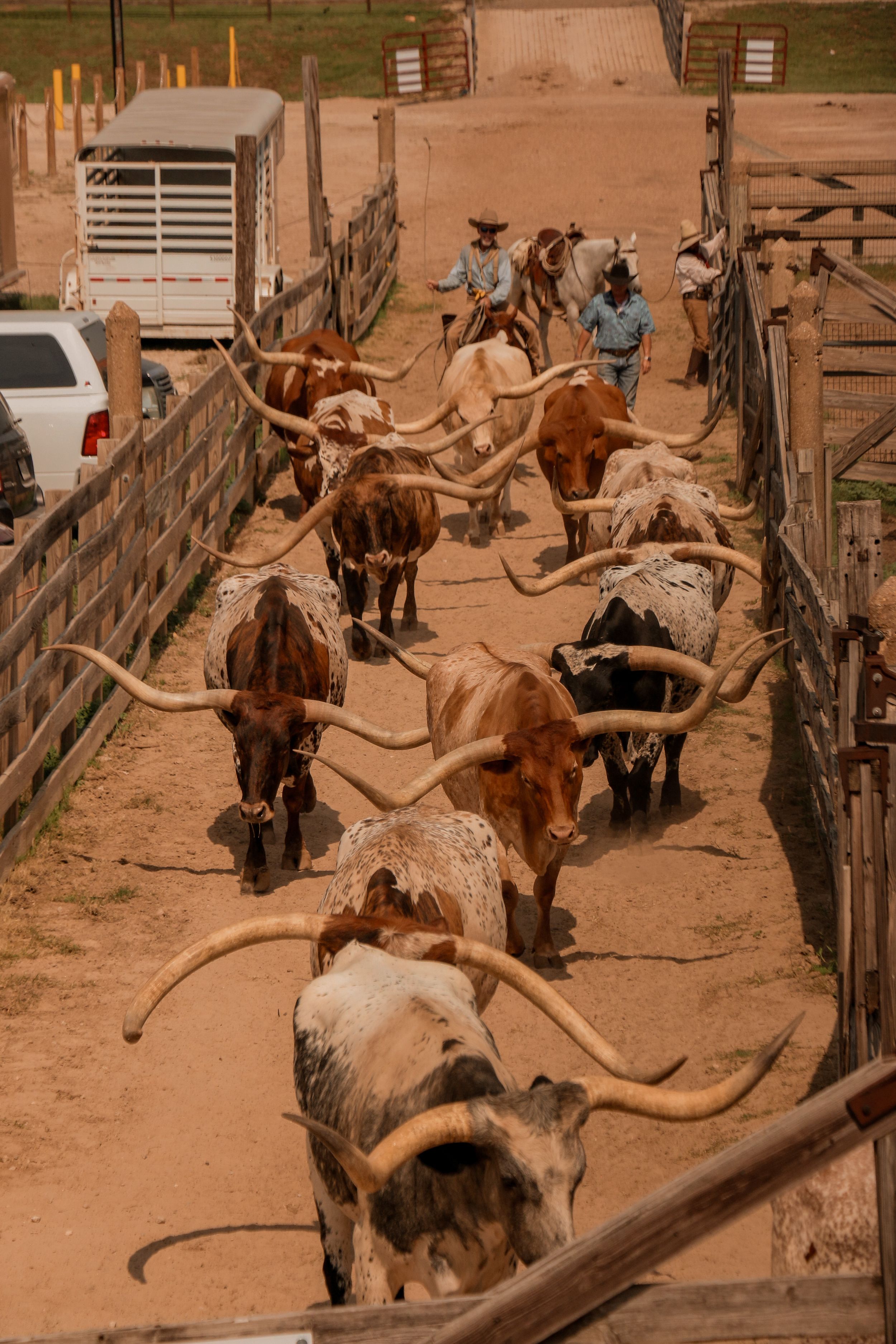 Aerial view of Texas Longhorn cattle being herded through wooden stockyard pens.