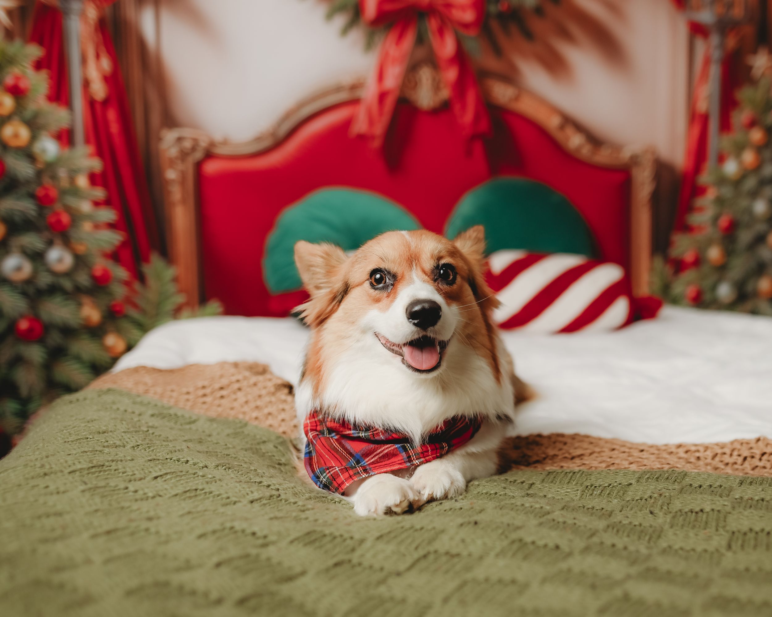 Corgi dog lying on green bedding with Christmas wreaths and red decorations visible in the background.