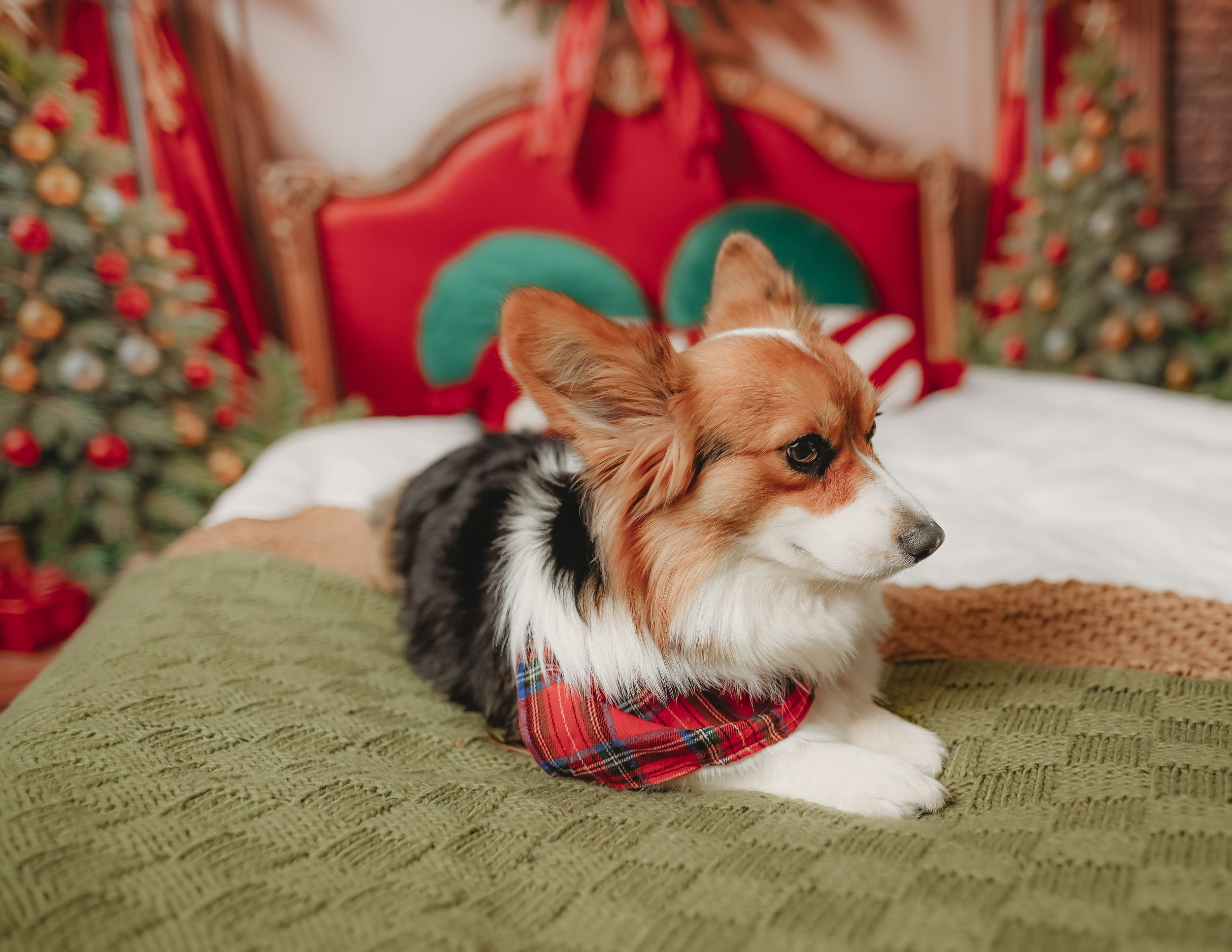 Corgi dog resting on green bedding with festive Christmas decorations and red curtains in background.