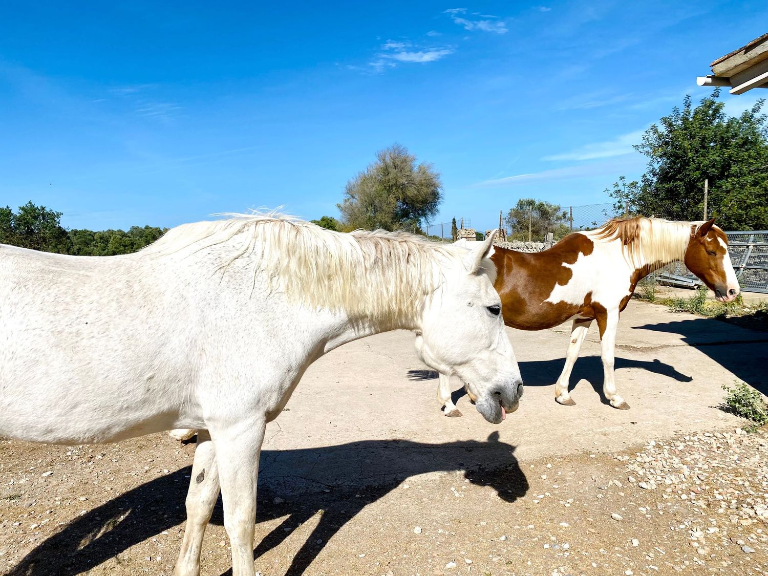 White and brown horses standing together in a sunny outdoor paddock.