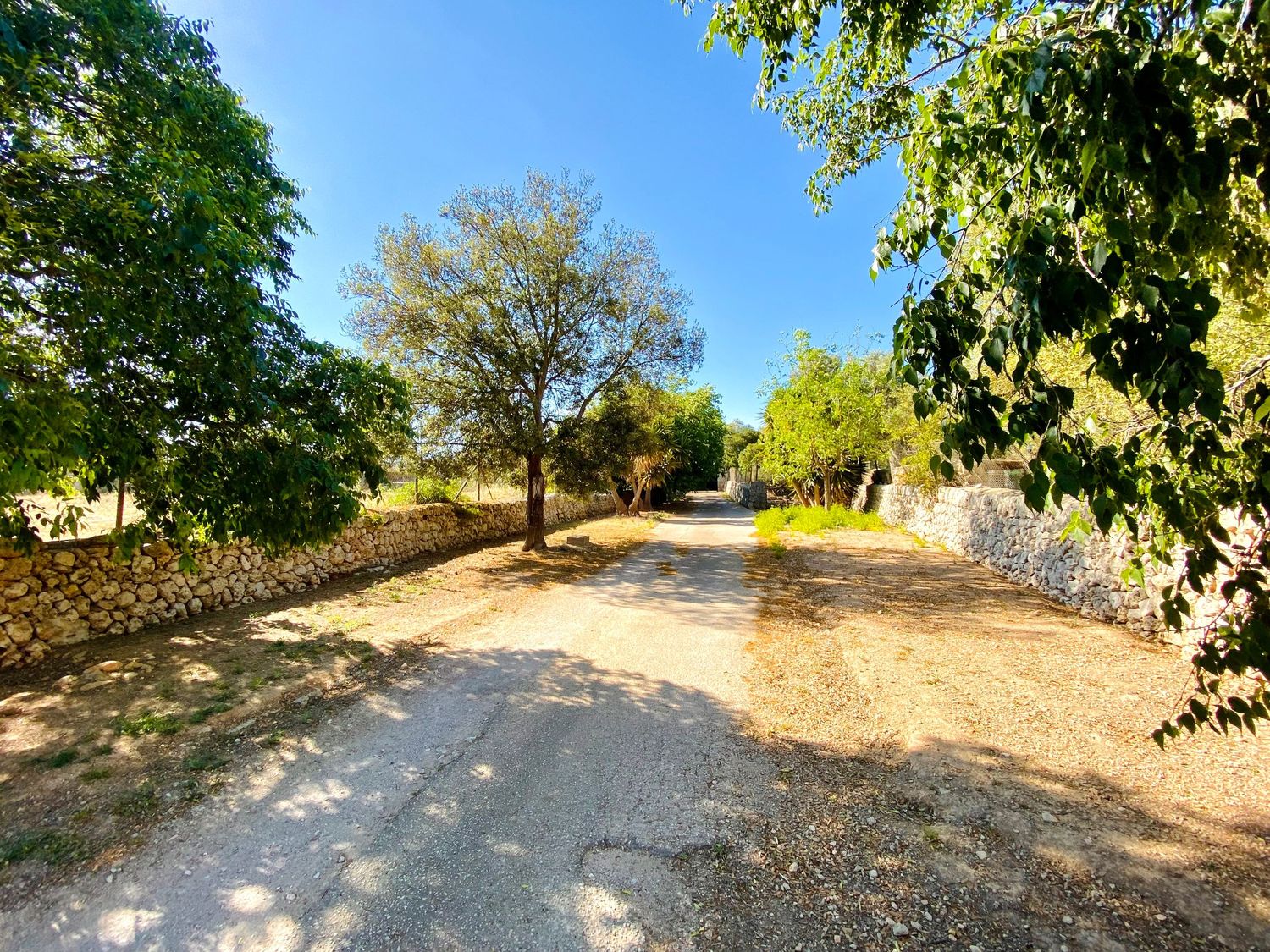 Tree-lined dirt road winding through rural countryside with stone walls.