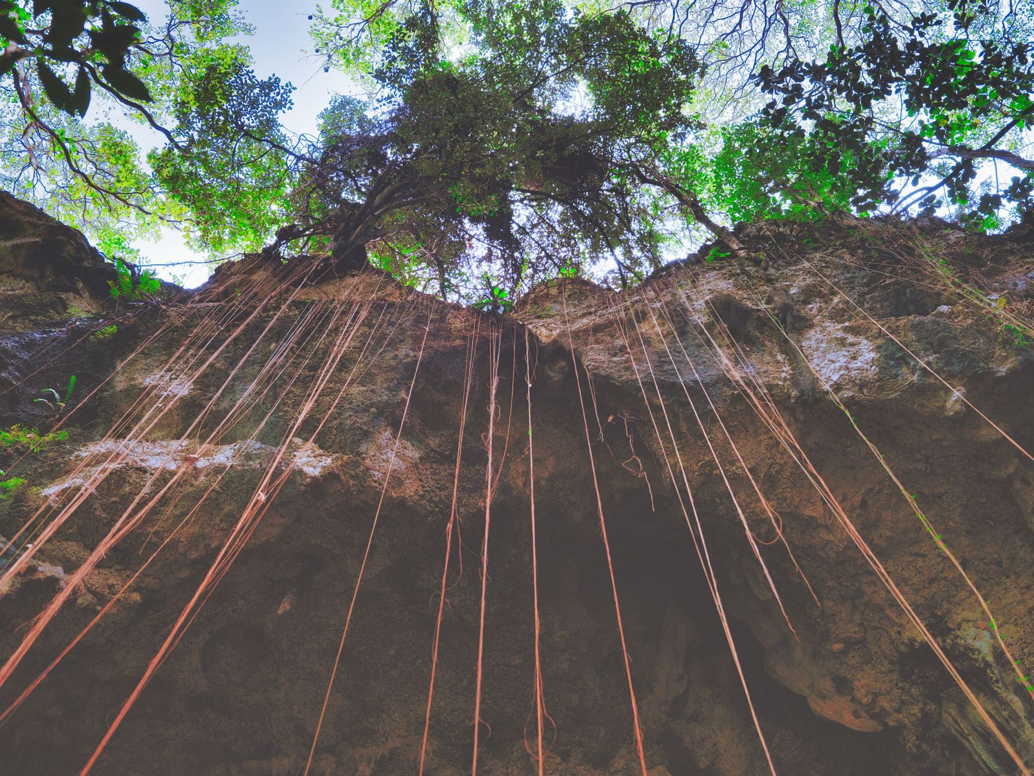 Low angle view looking up at tall rock wall with orange climbing ropes hanging down beneath lush green trees.