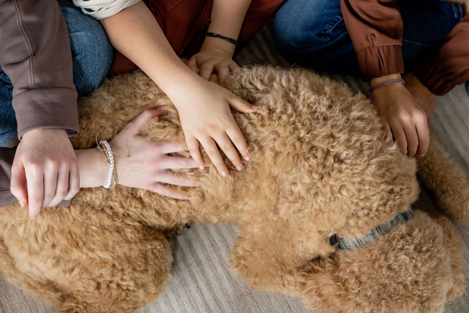 Multiple hands petting and interacting with a fluffy golden-colored dog.