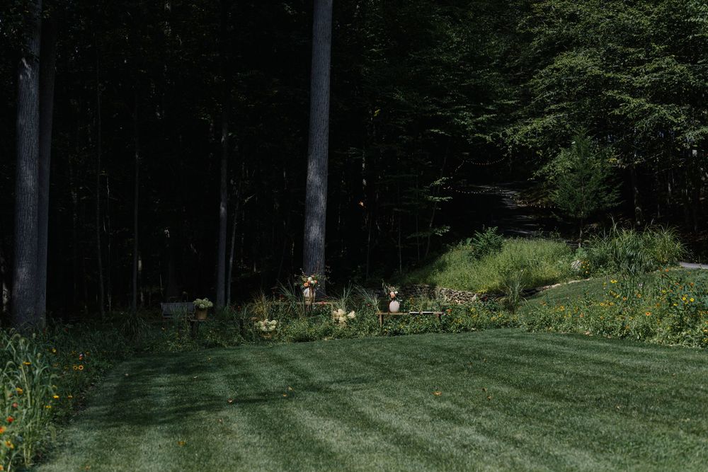 Scenic forest clearing with lush green grass and tall trees in natural daylight.