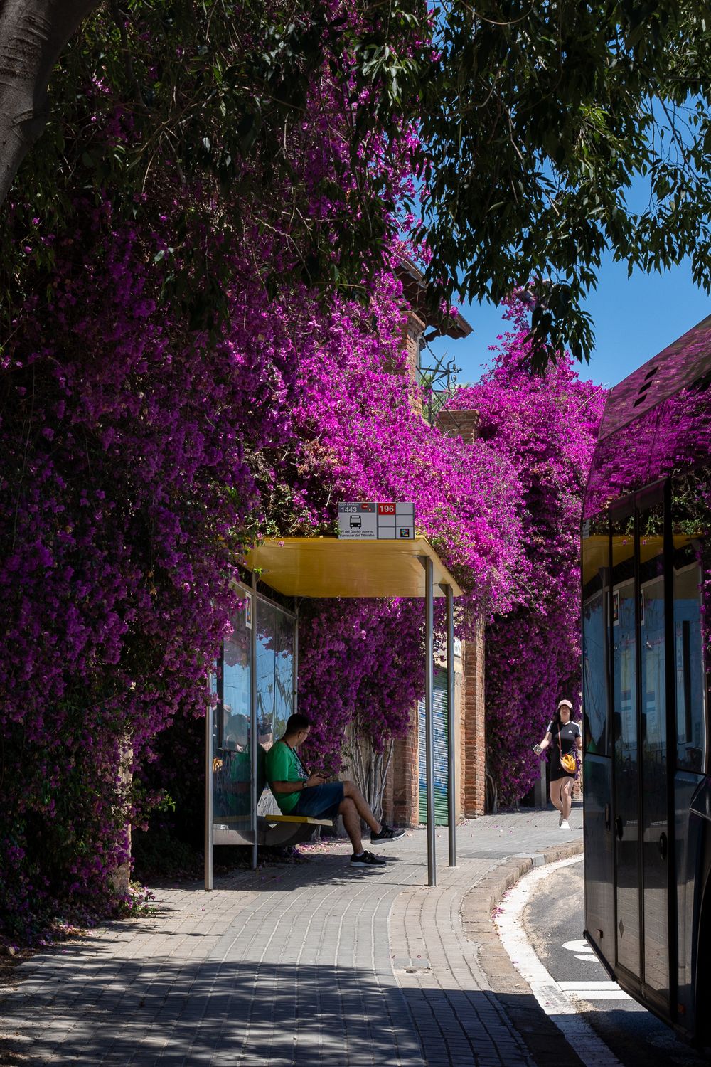 Vibrant purple bougainvillea flowers frame a curved pathway in a Mediterranean garden.