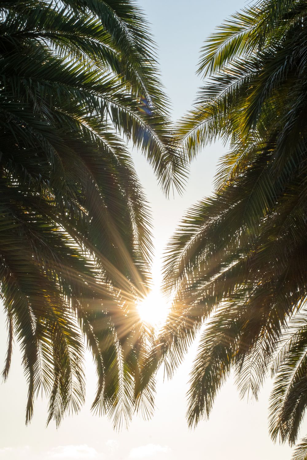 Sun rays burst through palm fronds creating a dramatic backlit silhouette against bright sky.
