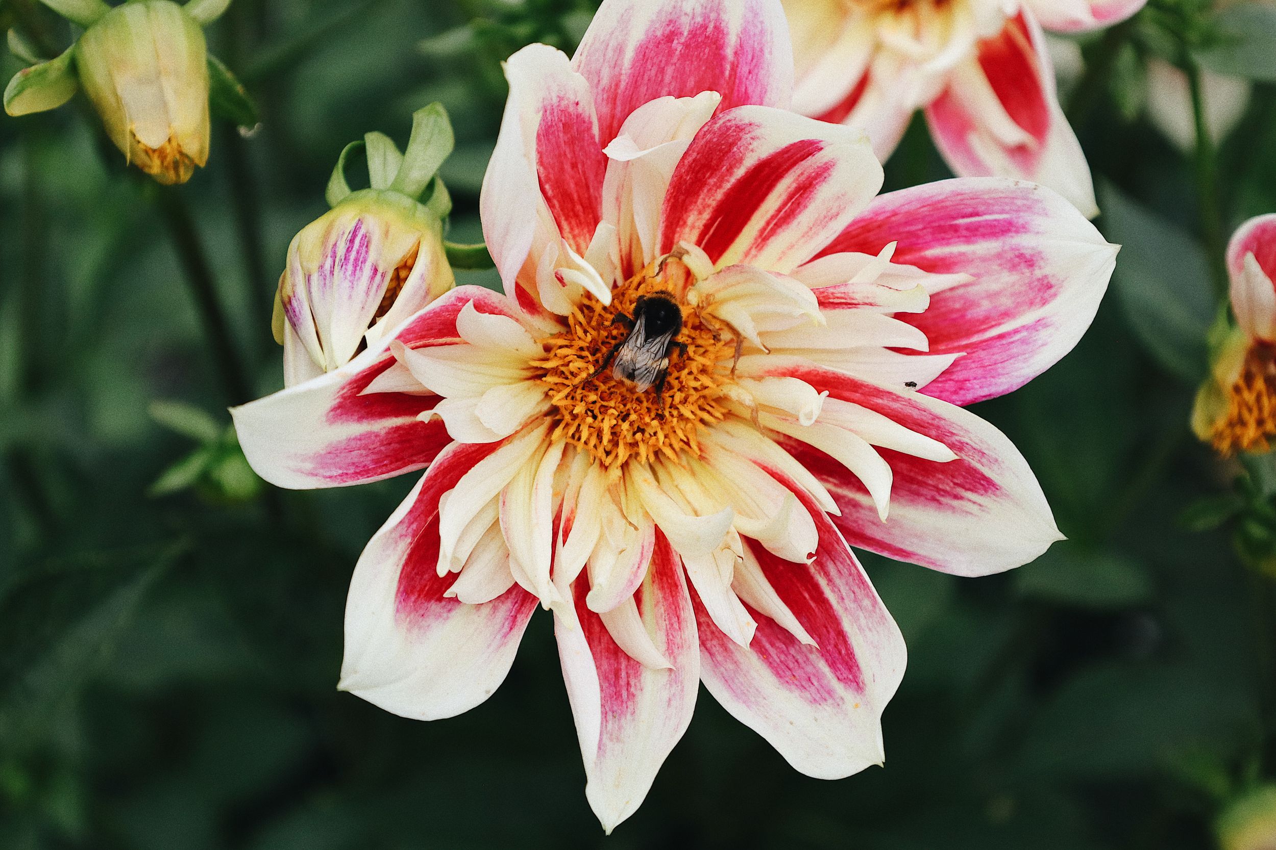 Close-up of pink and white bicolored dahlia flowers with ruffled petals.