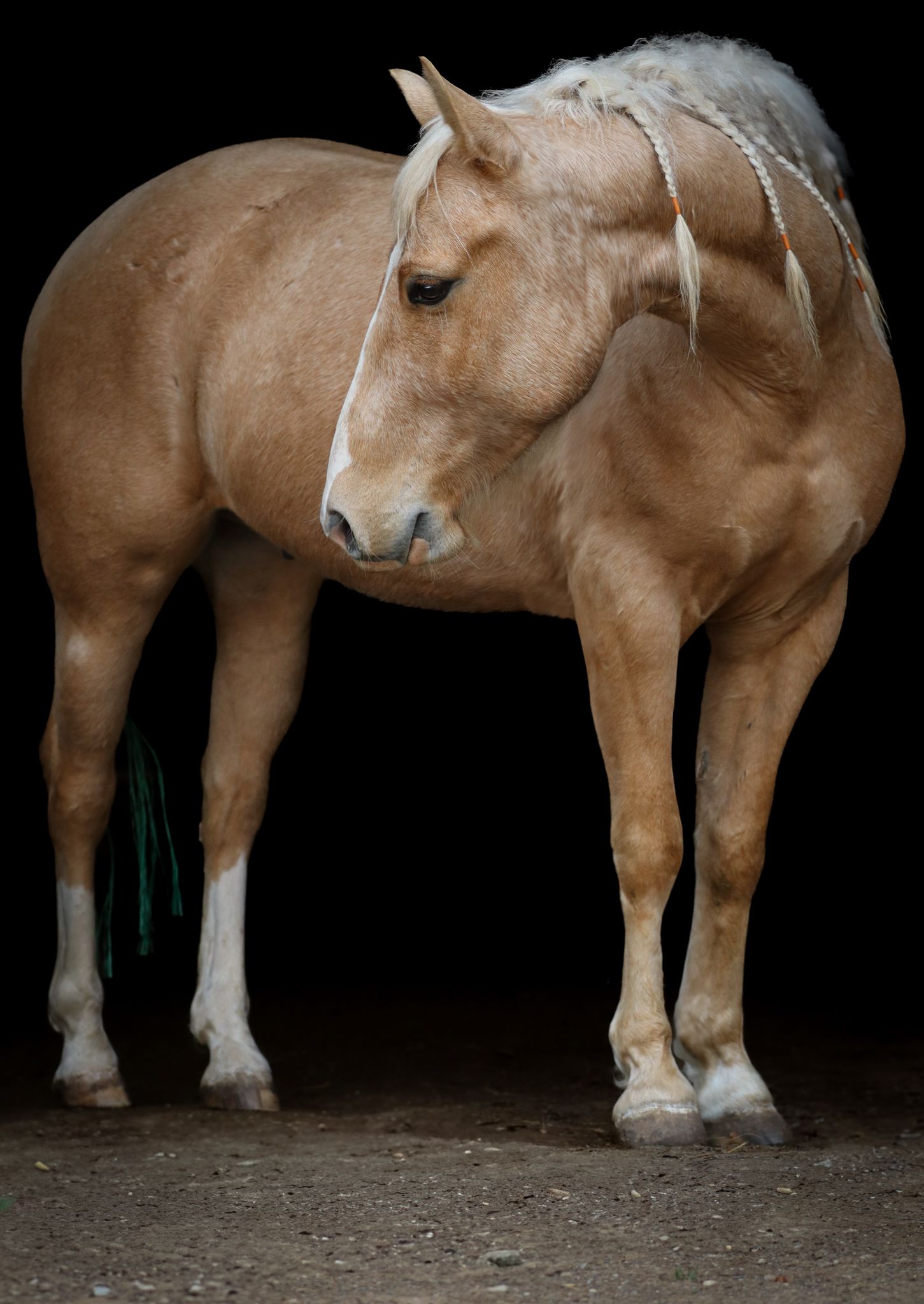 A palomino horse stands in a barn with warm lighting highlighting its muscular form.