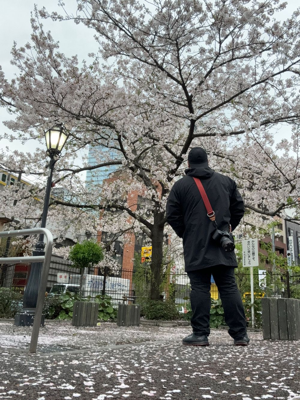 Person in black coat admiring cherry blossoms in a city park.