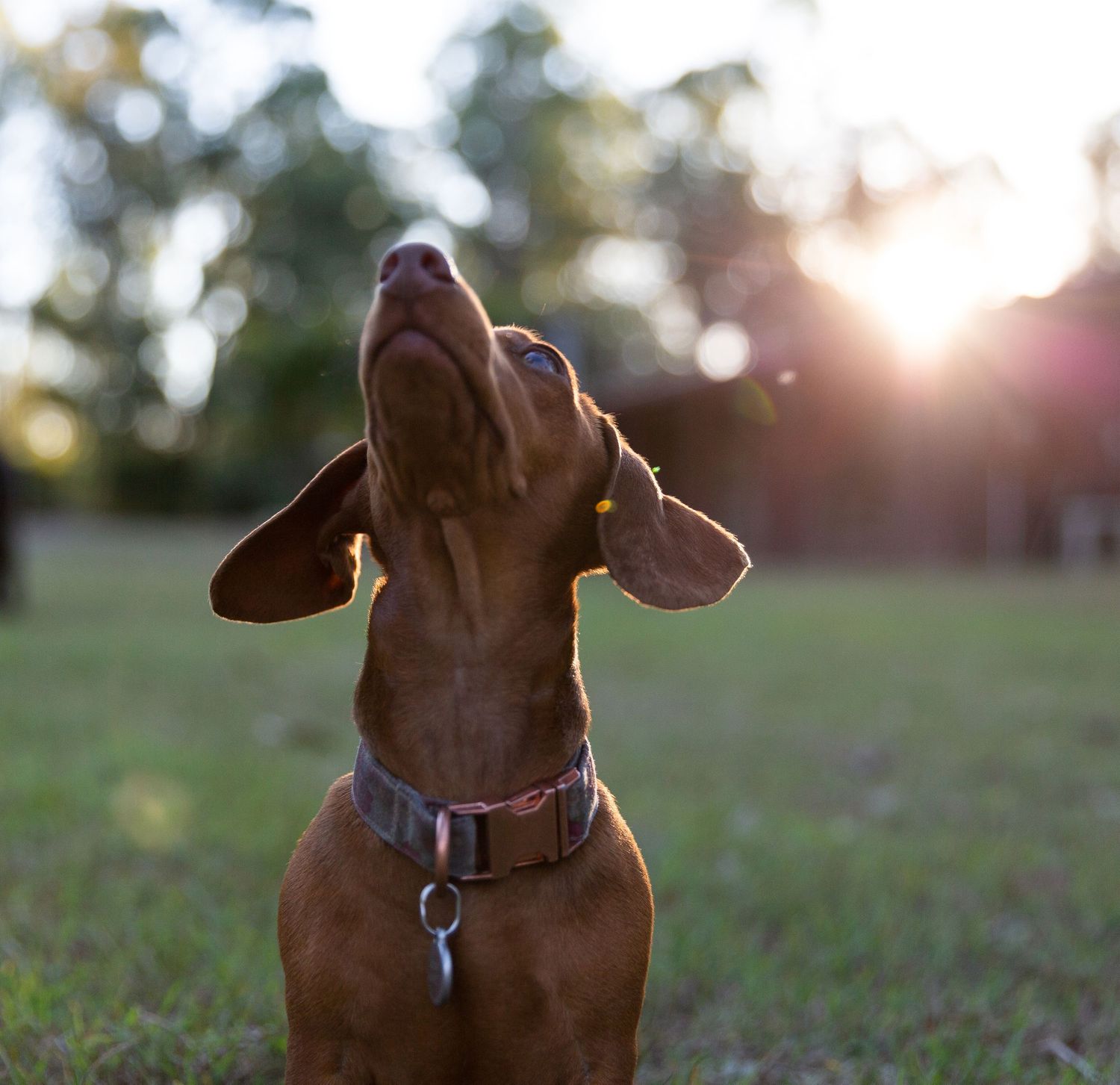 Close up portrait of brown dog in golden sunset light.