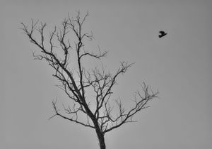 Single Tree.

#ElysianLightBD #elysianlightbd