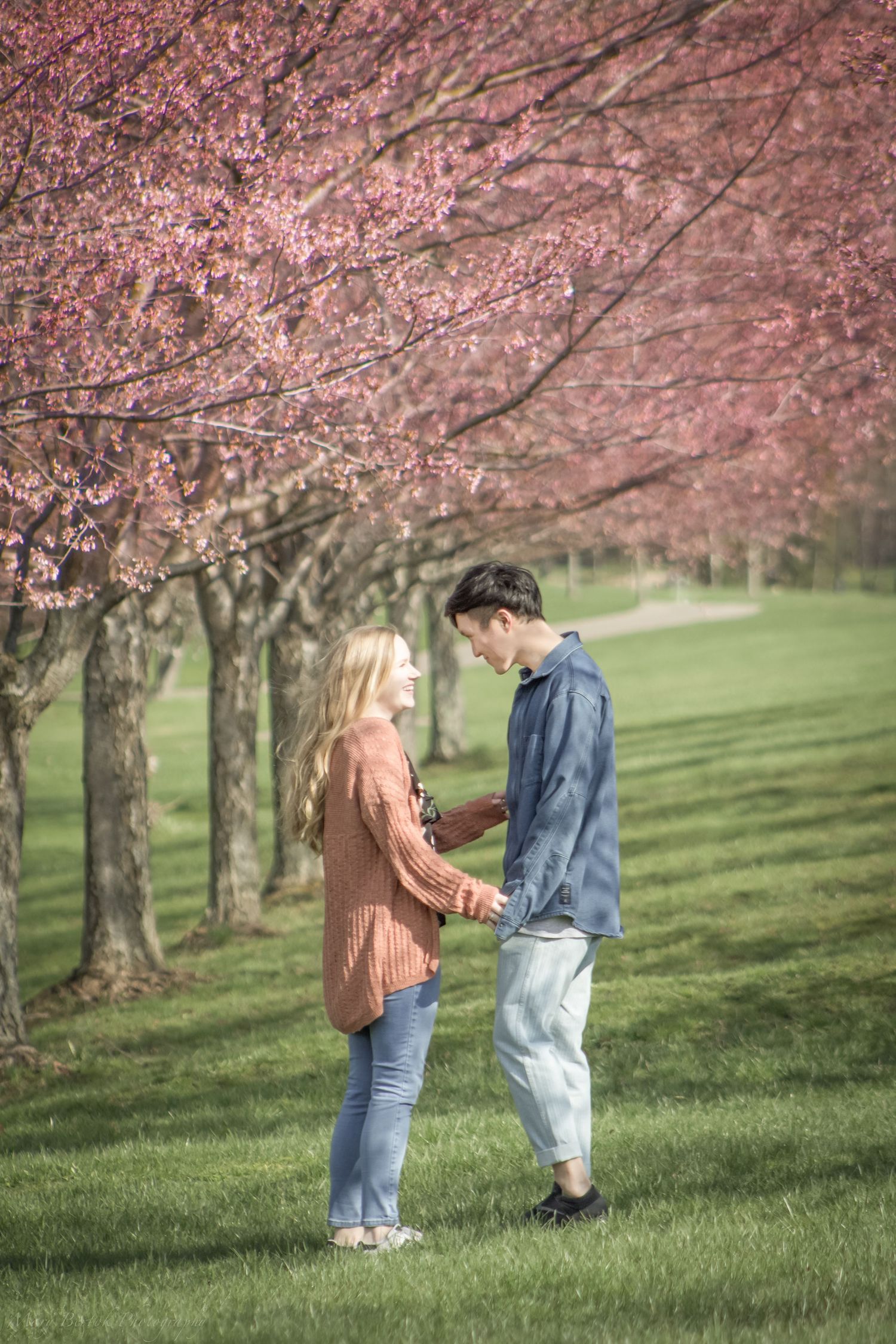 Young couple holding hands under pink cherry blossom trees in green park.