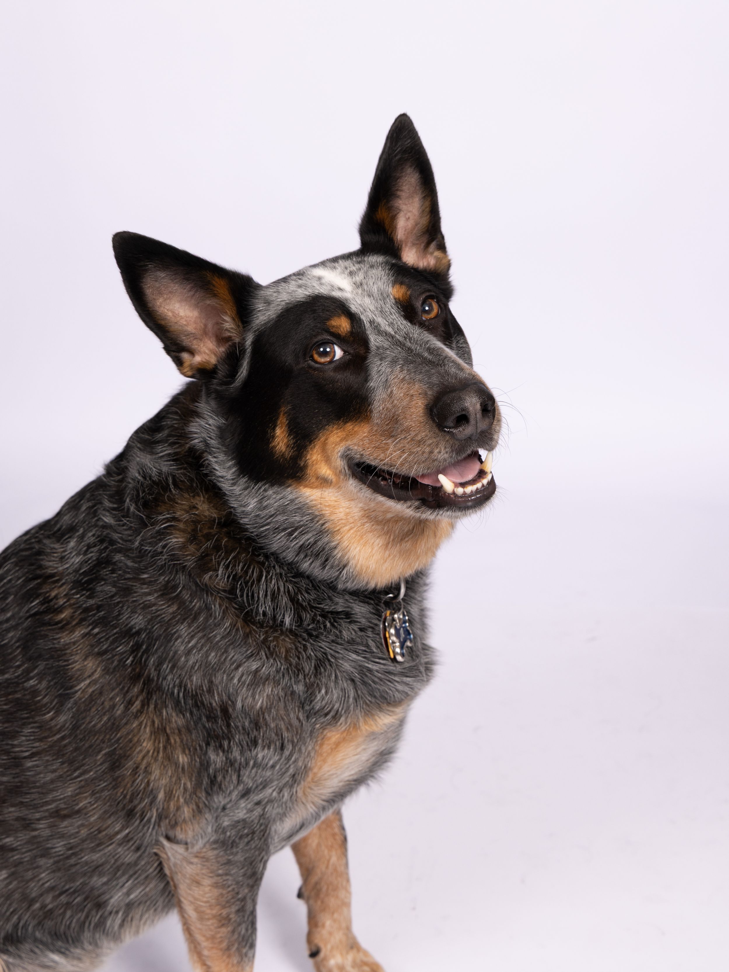 Australian Cattle Dog sitting upright with happy expression.
Trenton,Ohio Photographer