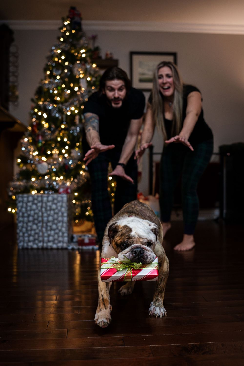 English bulldog stealing a christmas gift with Christmas tree and decorations in background and owners reaching to stop the dog.