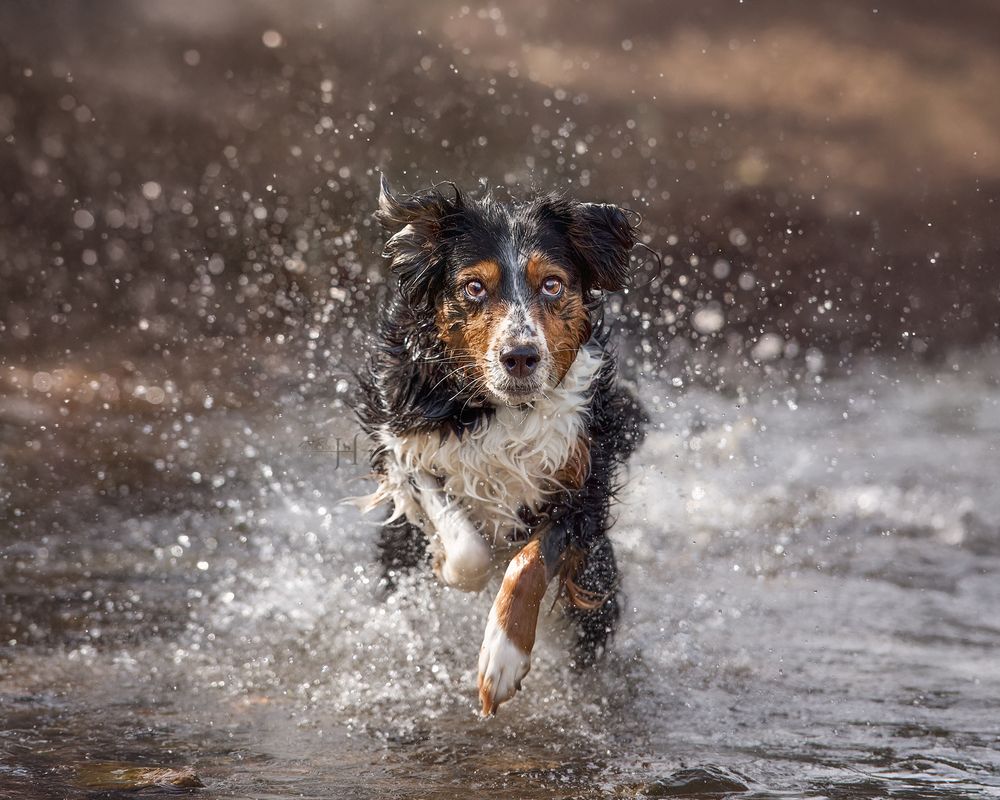 Dog running through water creating dramatic splash effects.